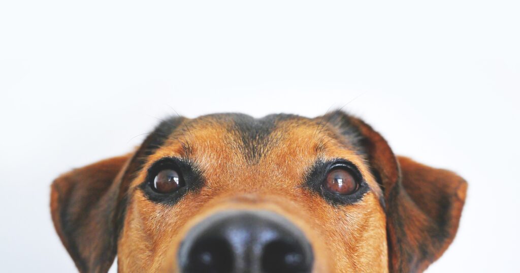 dog closeup