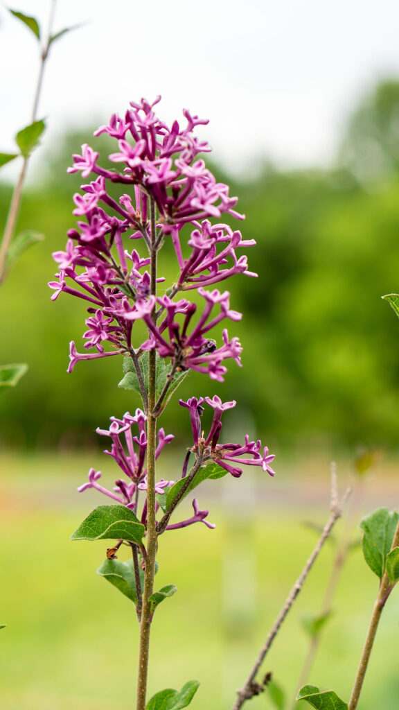 Flower in a field. 