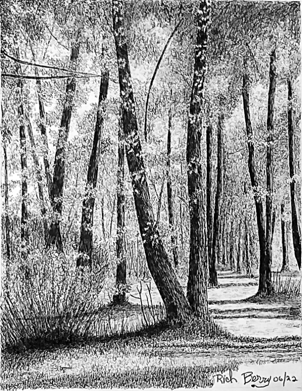 Pen drawing of forest by Rich Berry. 