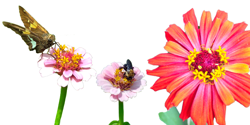 Flowers with a butterfly and bee perched on them.