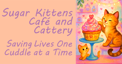 Sugar Kittens Cat Cafe is Saving Lives One Cuddle at a Time